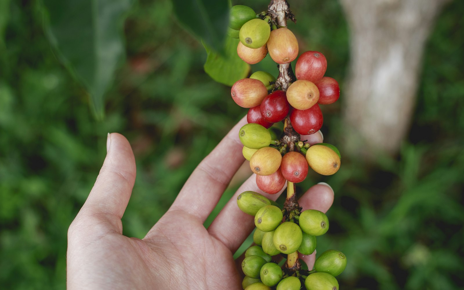 Single Origin